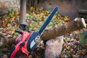 Tree Removal in Shelton, WA Tree Removal in Shelton, WA